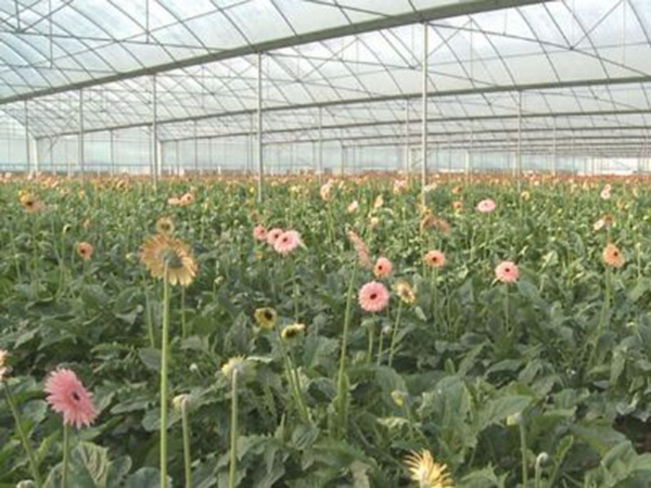 花卉溫室